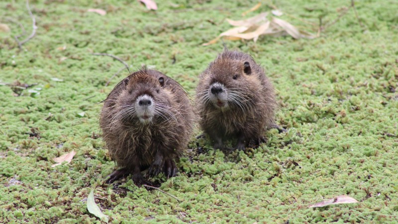La Reserva Natural de Maschwitz suma biodiversidad con la llegada de coipos y comadrejas